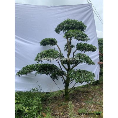 四季桂??：地径25-27公分