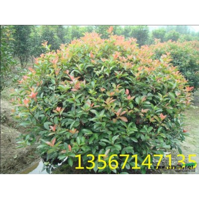 大量供应南天竹