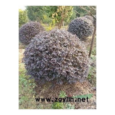 P150冠幅浙江萧山海桐球批发农民自种精品球