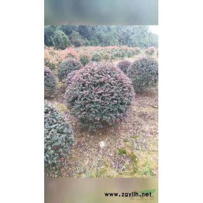 原森态绿化有限公司