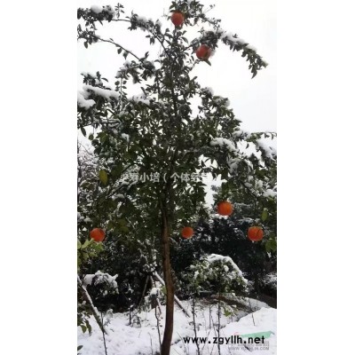 浙江绍兴供应6公分香橼 无中介