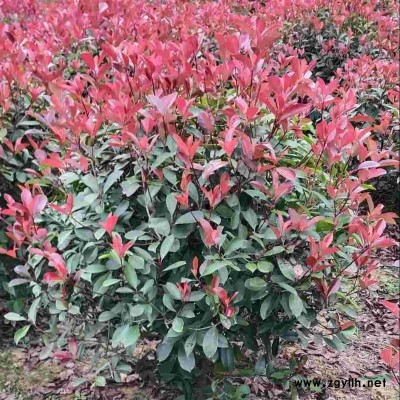 红叶石楠大杯苗，工程苗