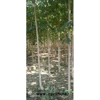 白杜，药用杜仲