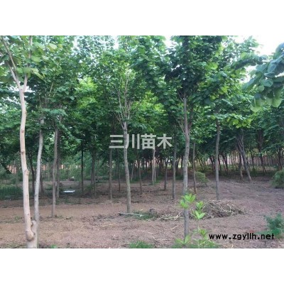 河南地区供应10-12  巨紫荆