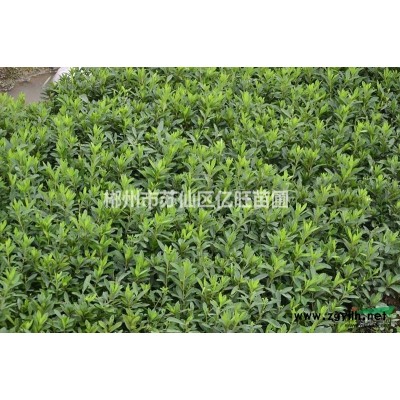 湖南精品桂花批发/供应