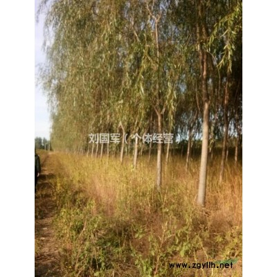 自种金丝柳
