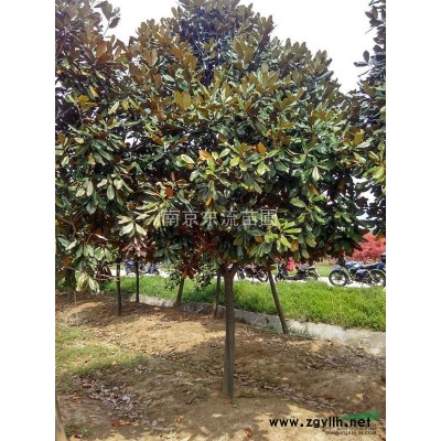 南京雪松小苗二米雪松