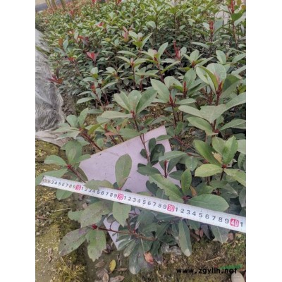 郫都区长期供应红叶石楠16杯