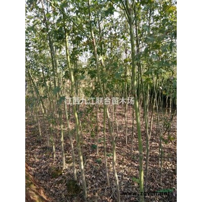 江西奕树/江西奕树价格/奕树行情