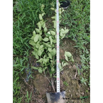 退林还耕    金森大杯   一手货源价格实惠