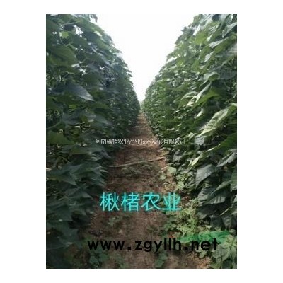 金楸树组培苗
