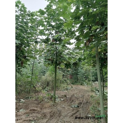 河南小叶女贞造型，对接自腊