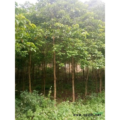 长期大量供应60cm~150cm水红、大红、紫色三角梅