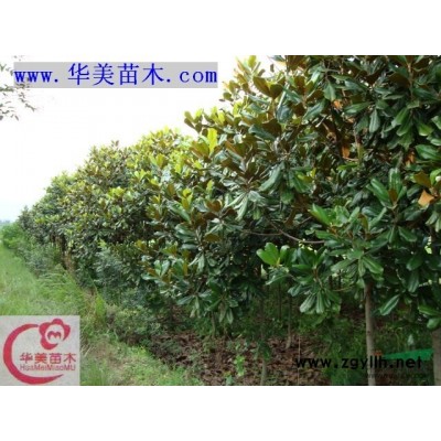 1.5米冠幅红叶石楠