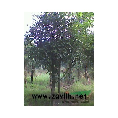 构骨冬青球便宜卖了