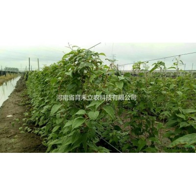 河南楸树苗南阳本地楸树种植基地3公分原生冠苗