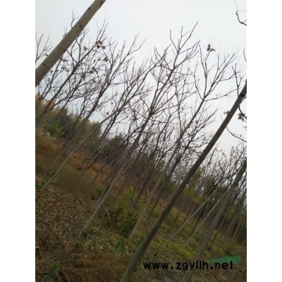 国槐臭椿1000余，急售