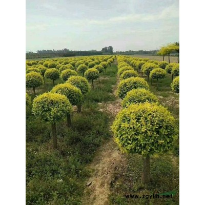 常年供应旱柳，金叶榆，国槐，金枝槐，栾树