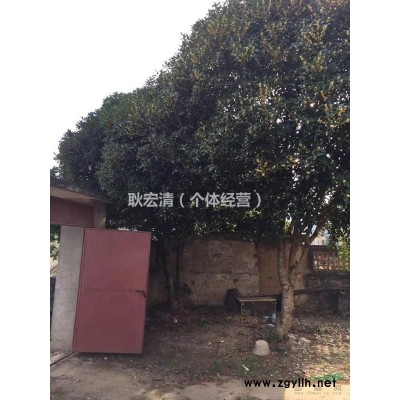 自家种植的红叶石楠和桂花