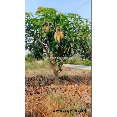 金煌芒果树
