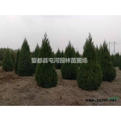 圆柏，望都塔桧，桧柏，刺柏