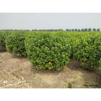 精品无刺枸骨球，公司基地直发一手价