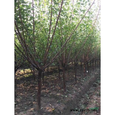 浙江地区大量供应7—15公分美国红枫