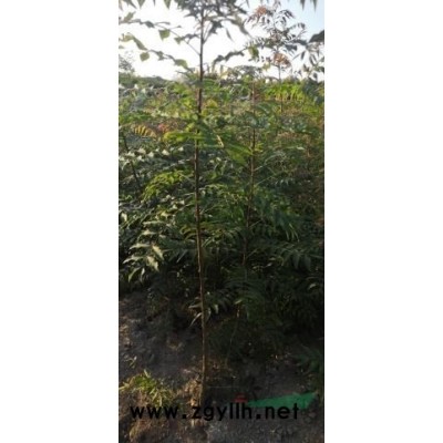 黄连木专业种植2O万当年苗