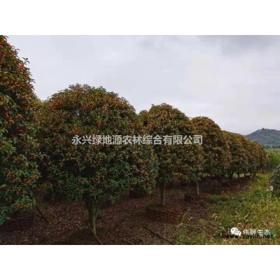 湖南郴州地区供应 大量 早樱