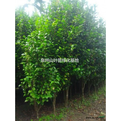 罗汉松桂花茶花