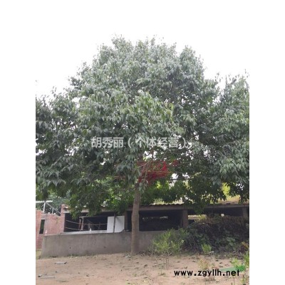 胸径30公分的杜仲