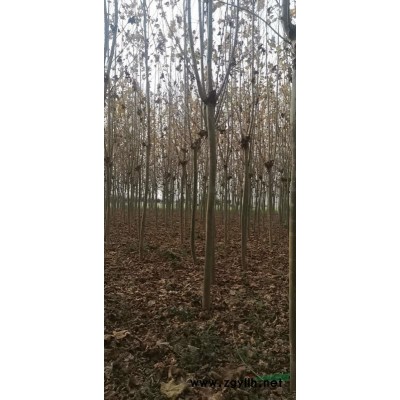 出售红叶石楠球