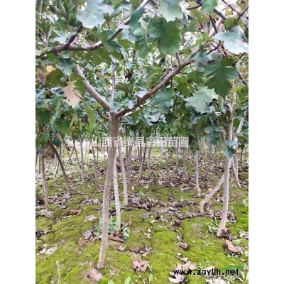 供应高产药用连翘苗1年2年3年苗营养杯苗