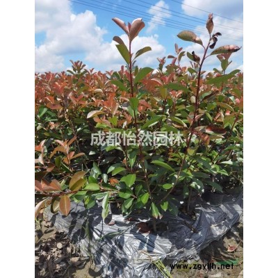 基地批发红叶石楠16杯