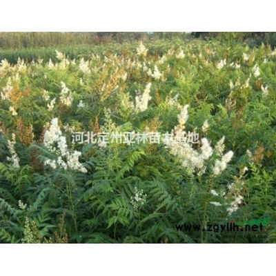 云杉 云杉绿化苗木基地 云杉价格