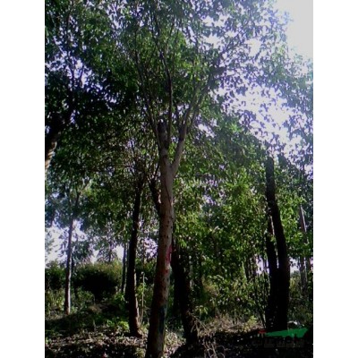 优质特价红叶石楠球产地直销