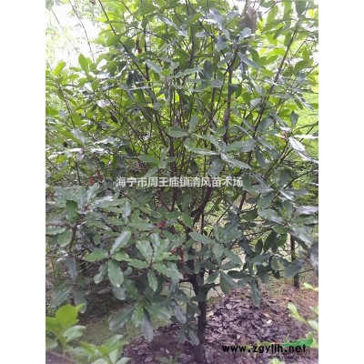 供应石楠（也叫老石楠、本石楠、不是红叶石楠）