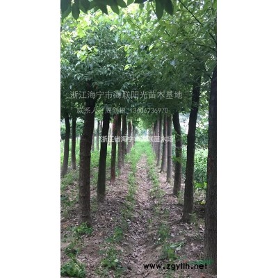 香樟等普种绿化苗