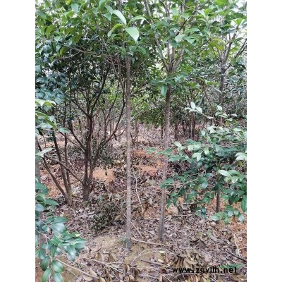 湖南永州道县清地桂花处理