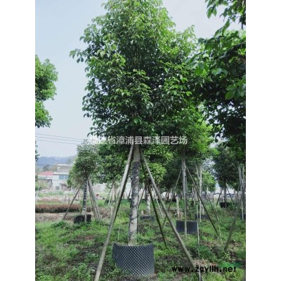 银叶金合欢，漳州基地