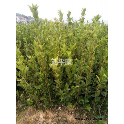 供应20公分-90公分嫁接油茶苗