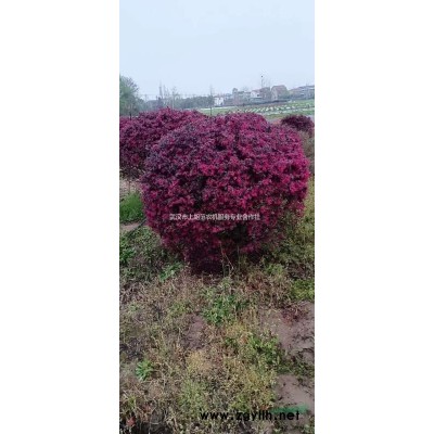 红继木一米，一米二大量供应，秋火焰红枫供应