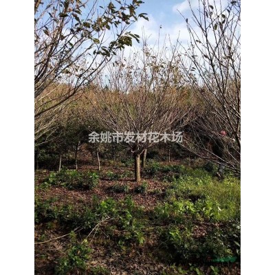 余姚大岚镇地径10公分樱花树价格280