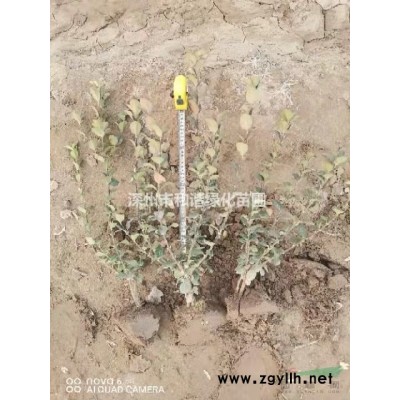 大量供应小叶黄杨