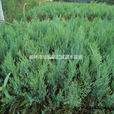 苗木出售沙地柏樟子松云杉油松旱柳