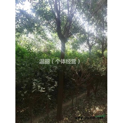 低价出售大叶女贞 8-18公分   桐树12年以上