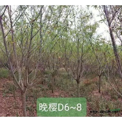 大量供应D6-8公分樱花，价格优惠。