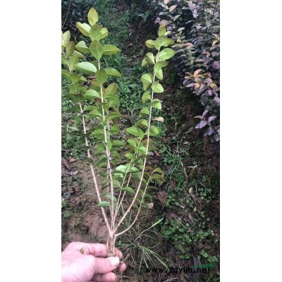 河南潢川金叶女贞