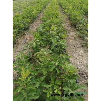 娜塔栎 北美红栎小苗