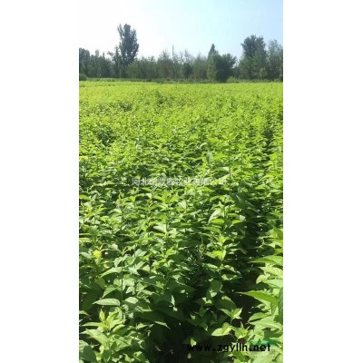 杜仲苗大量供应